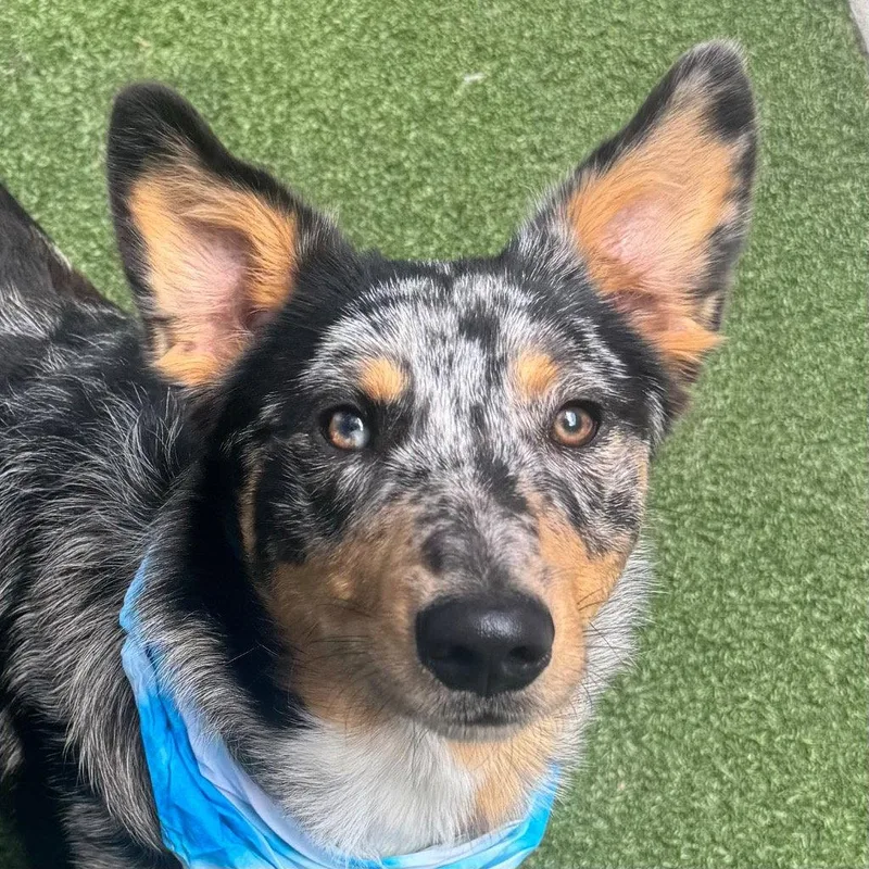 A young medium-sized male Australian Cattle Dog / Blue Heeler dog named Ruger for adoption in Bloomfield, CT