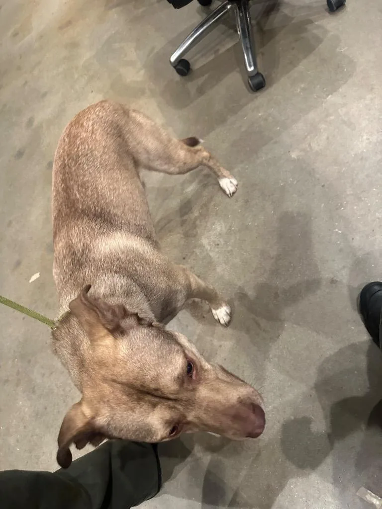 Kidflash thumbnail 3