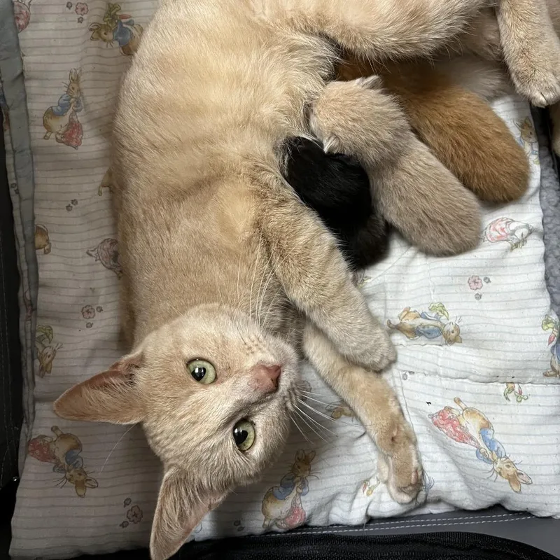 An adult medium-sized female Buff / Tan / Fawn Domestic Short Hair cat named Biscuit for adoption in Hamilton, GA