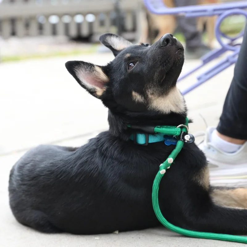 A baby small-sized male Black German Shepherd Dog named Scrappy for adoption in Castle Pines, CO