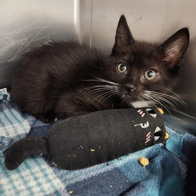 A baby small-sized female Black Domestic Medium Hair cat named Giraffe for adoption in Naples, FL