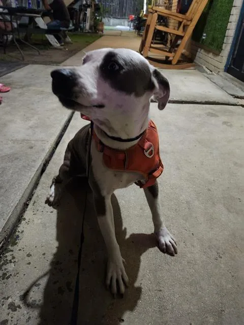 A young medium-sized female American Staffordshire Terrier dog named Blue Eyes for adoption in San Antonio, TX