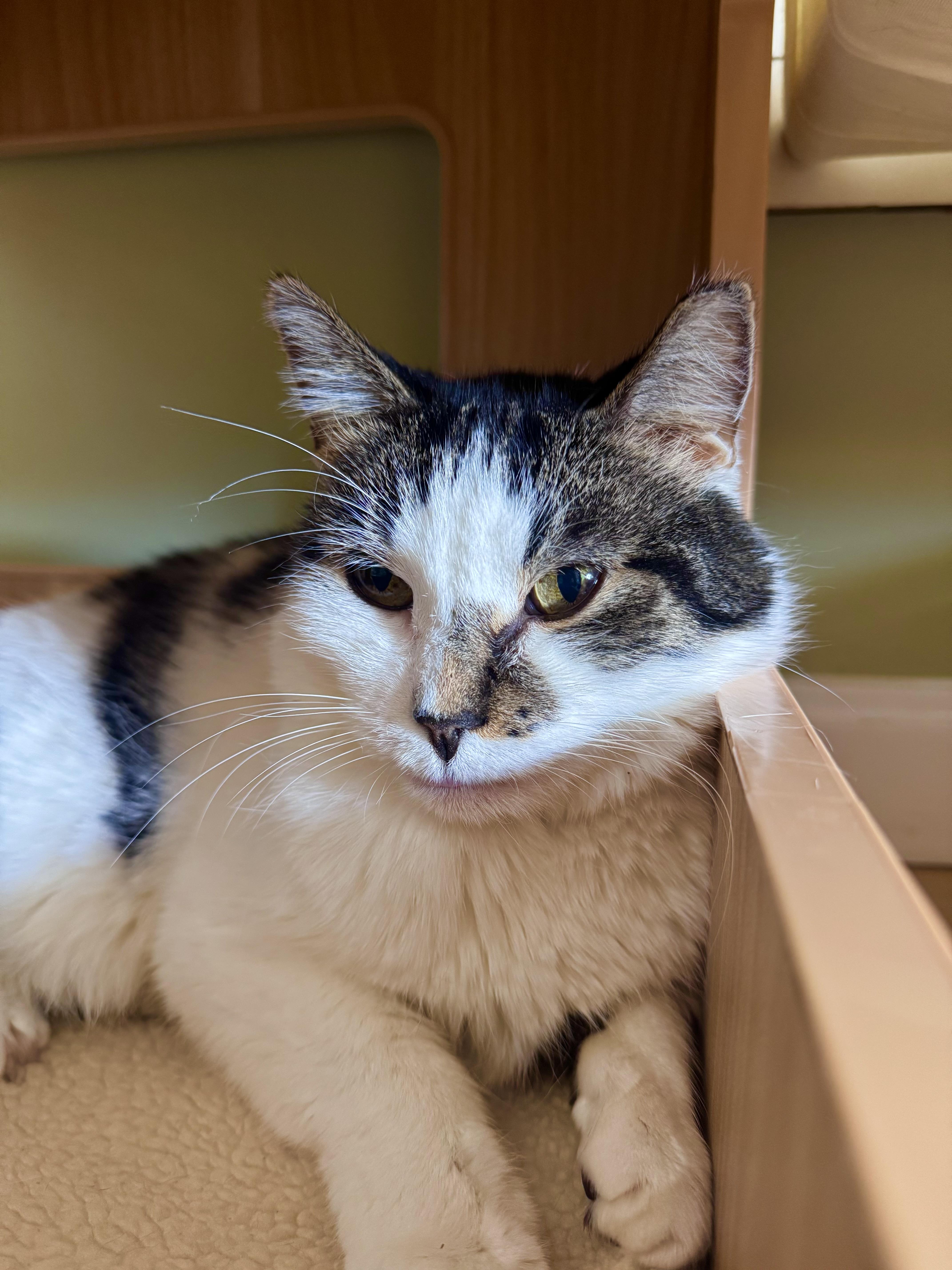 An adult medium-sized male White Domestic Short Hair cat named Ghost for adoption in Ramsey, NJ