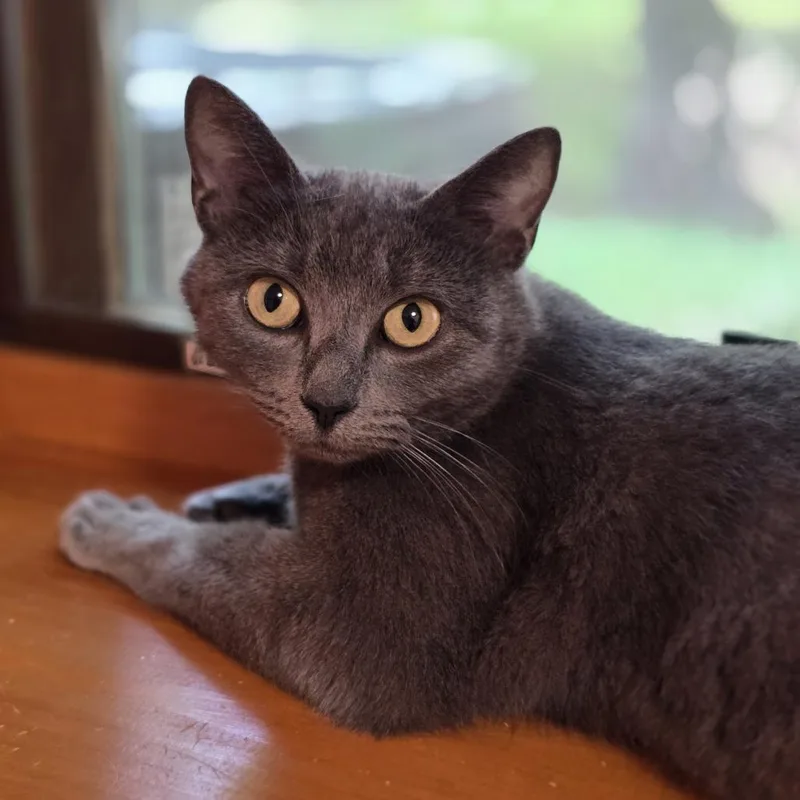 An adult medium-sized female Gray / Blue / Silver Domestic Short Hair cat named Marsai for adoption in Lynchburg, VA