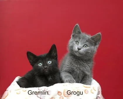 A baby small-sized male Domestic Short Hair cat named Gremlin for adoption in Parma, OH