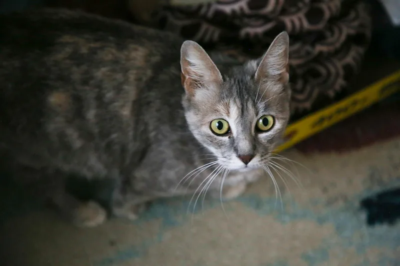 Valencia thumbnail 2