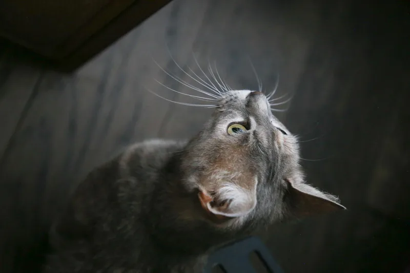 Valencia thumbnail 4