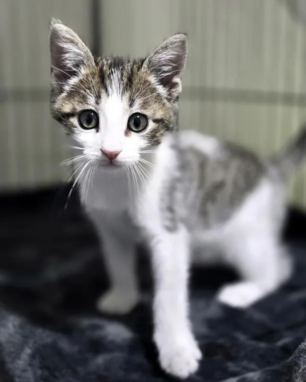 A baby small-sized male Domestic Short Hair cat named Bojangles for adoption in Novato, CA