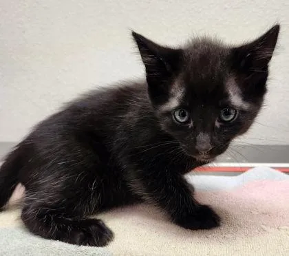 A baby small-sized male Domestic Short Hair cat named Ray for adoption in Eugene, OR
