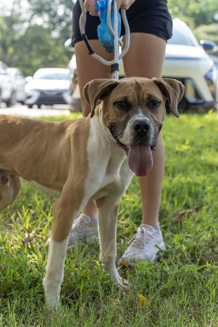A young medium-sized male Mixed Breed dog named Harry Pawter for adoption in Charlotte, NC