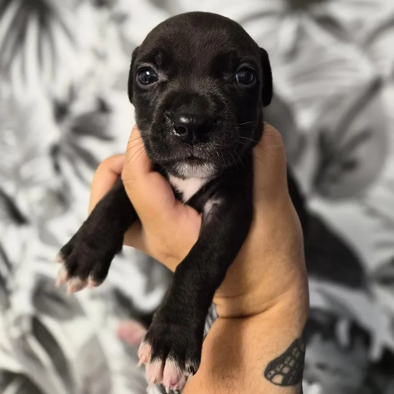 A baby medium-sized male Black Basset Hound dog named Blackjack for adoption in Wahiawa, HI