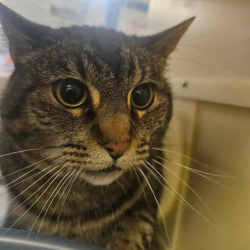 An adult small-sized female Brown / Chocolate Domestic Short Hair cat named Kiara for adoption in Grantsville, UT