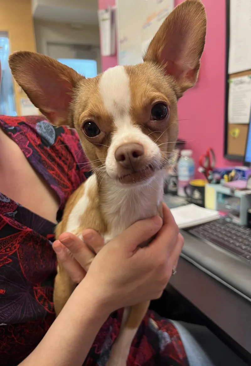 A young small-sized male Yellow / Tan / Blond / Fawn Chihuahua dog named Choco for adoption in Cedar Rapids, IA