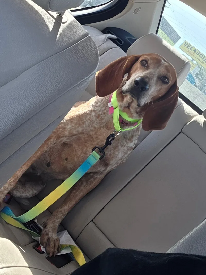 An adult medium-sized female Redbone Coonhound dog named Little Ann for adoption in Oswego, IL