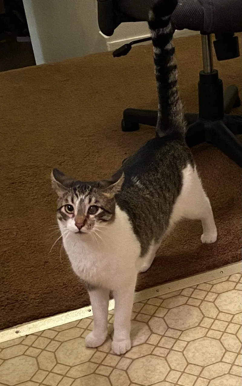 An adult large-sized male Domestic Short Hair cat named Corsair for adoption in Vacaville, CA