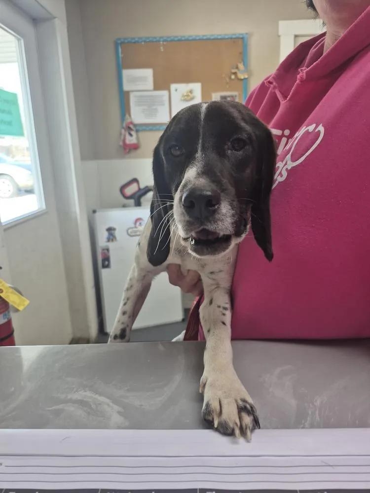 An adult small-sized male Tricolor (Brown, Black, & White) Beagle dog named Livi for adoption in Linton, IN