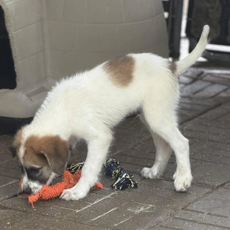 A baby large-sized male Great Pyrenees dog named Spartacus for adoption in Locust Fork, AL