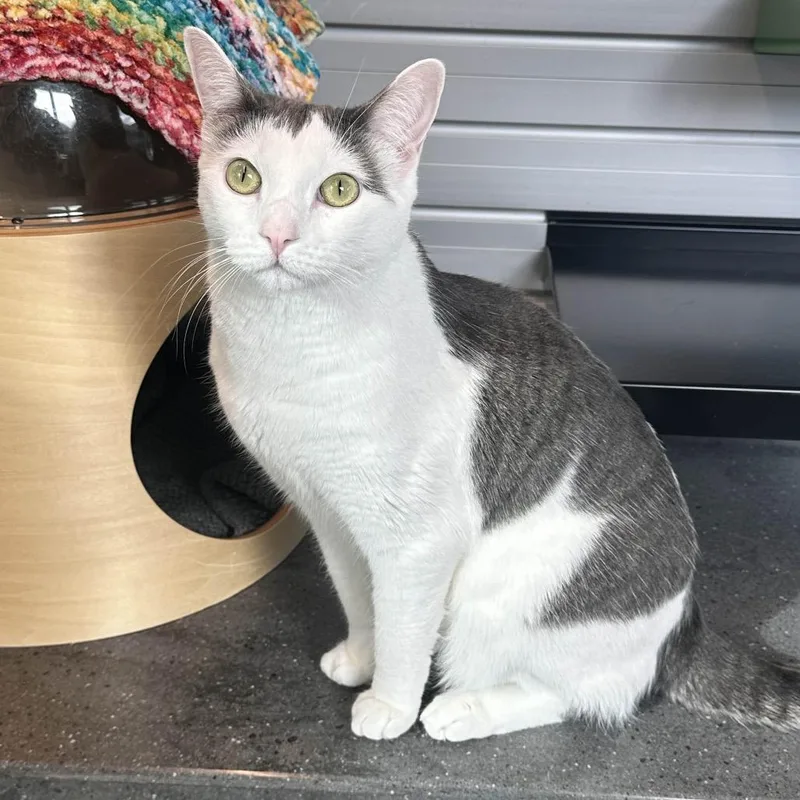 An adult large-sized female White Domestic Short Hair cat named Amelia for adoption in Hailey, ID