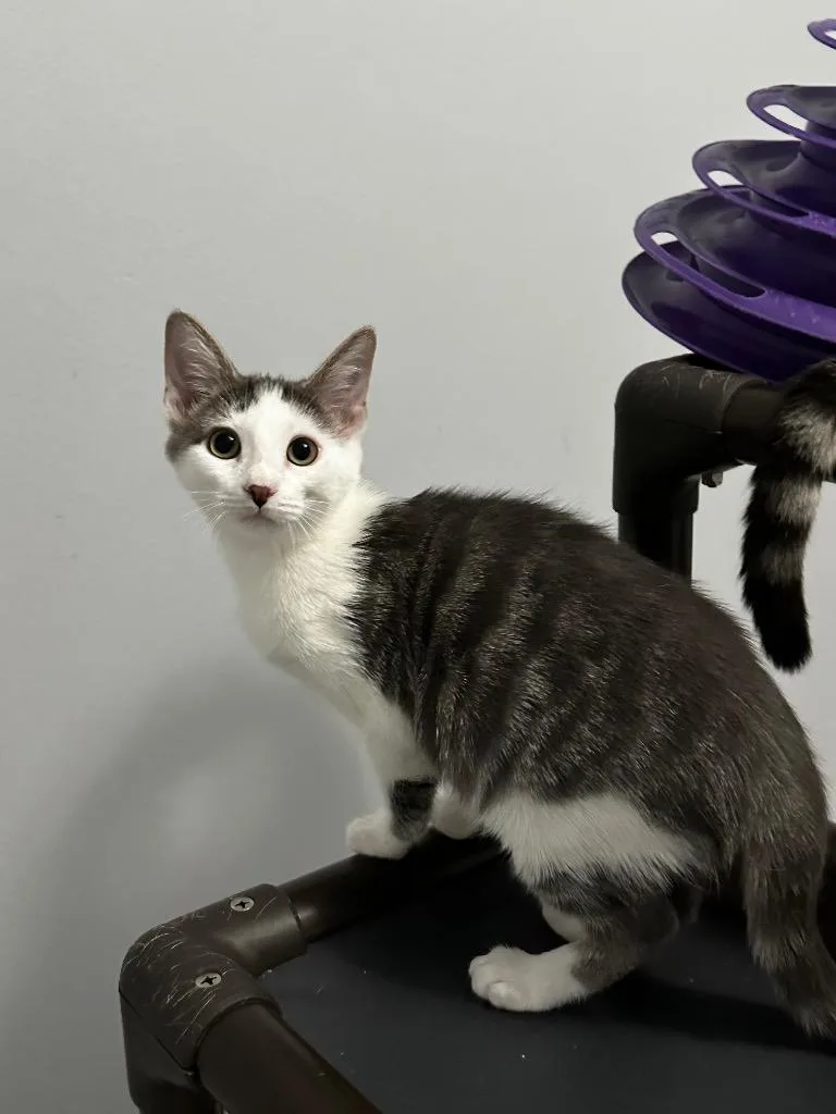 A young medium-sized male Gray & White Domestic Short Hair cat named Phoenix for adoption in Mira Loma, CA