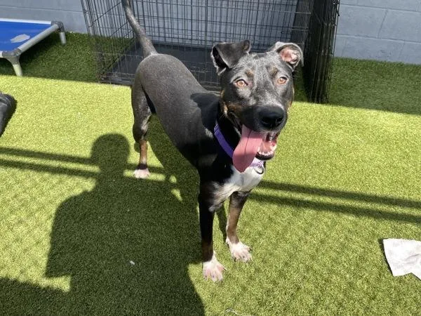 A young large-sized female Labrador Retriever dog named Margot for adoption in San Diego, CA