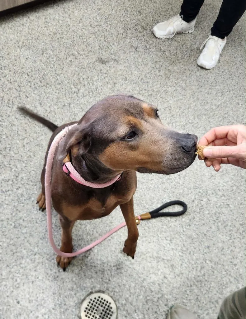 A young medium-sized female Mixed Breed dog named Pina Colada for adoption in Van Wert, OH