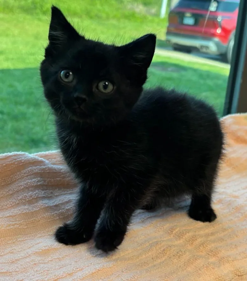A baby medium-sized male Domestic Short Hair cat named Mazeo for adoption in Little Rock, AR