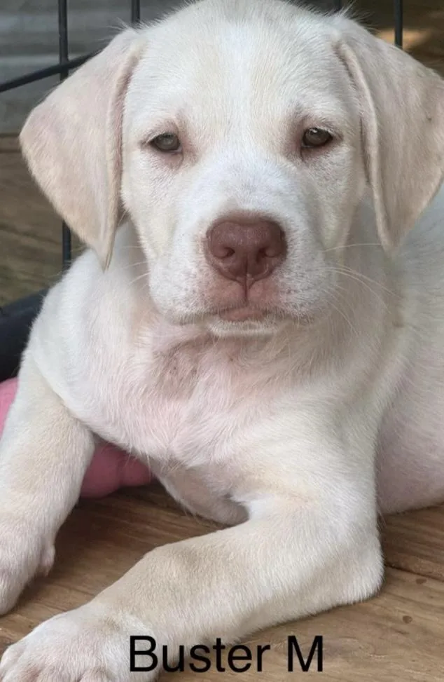 Buster