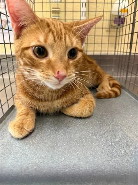 A young medium-sized male Domestic Short Hair cat named Bagel Bites for adoption in Fort Myers, FL