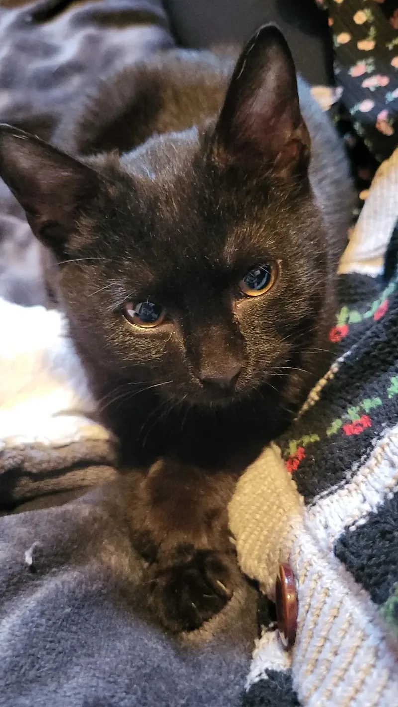 Dr. Pepper Jr. thumbnail 2