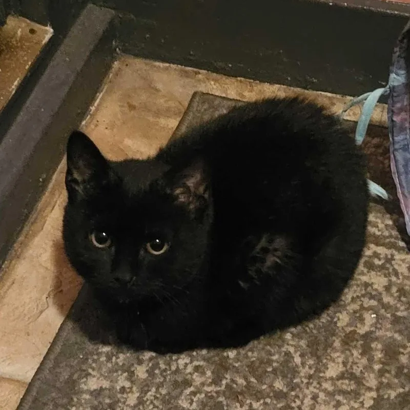 Dr. Pepper Jr. thumbnail 3