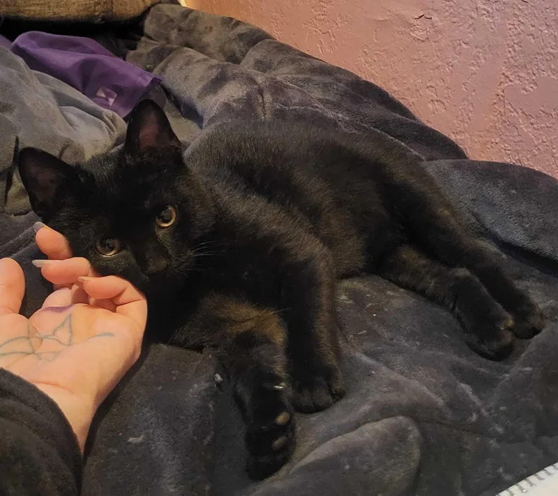 Dr. Pepper Jr. thumbnail 4