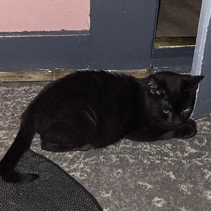 Dr. Pepper Jr. thumbnail 5