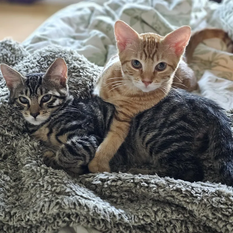 Pancake & Sausage