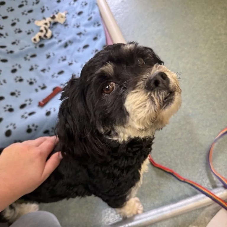 A young small-sized female Black Mixed Breed dog named Lyra for adoption in Birdsboro, PA