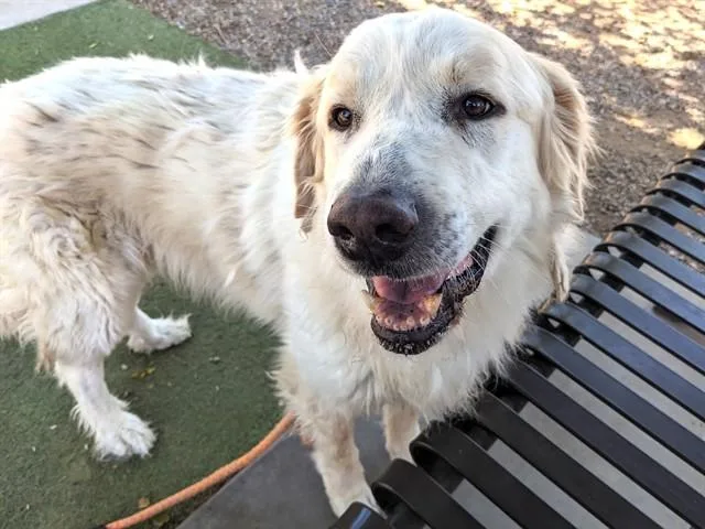 An adult large-sized male Great Pyrenees dog named Matterhorn for adoption in Phoenix, AZ