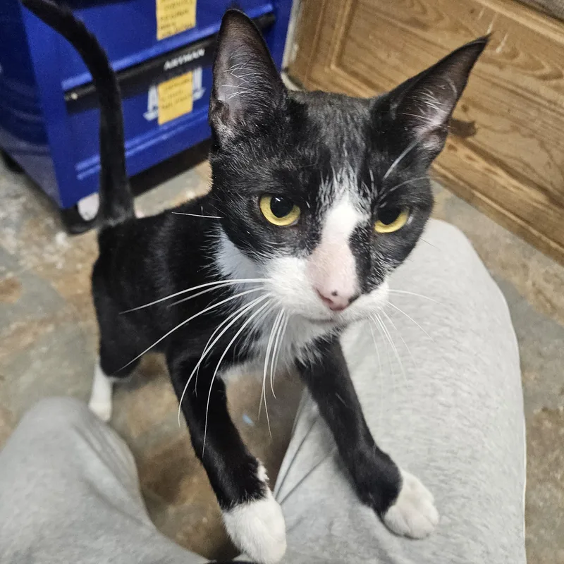 A young medium-sized female Black & White / Tuxedo Domestic Short Hair cat named Tamiko N. Desperate for adoption in New York, NY