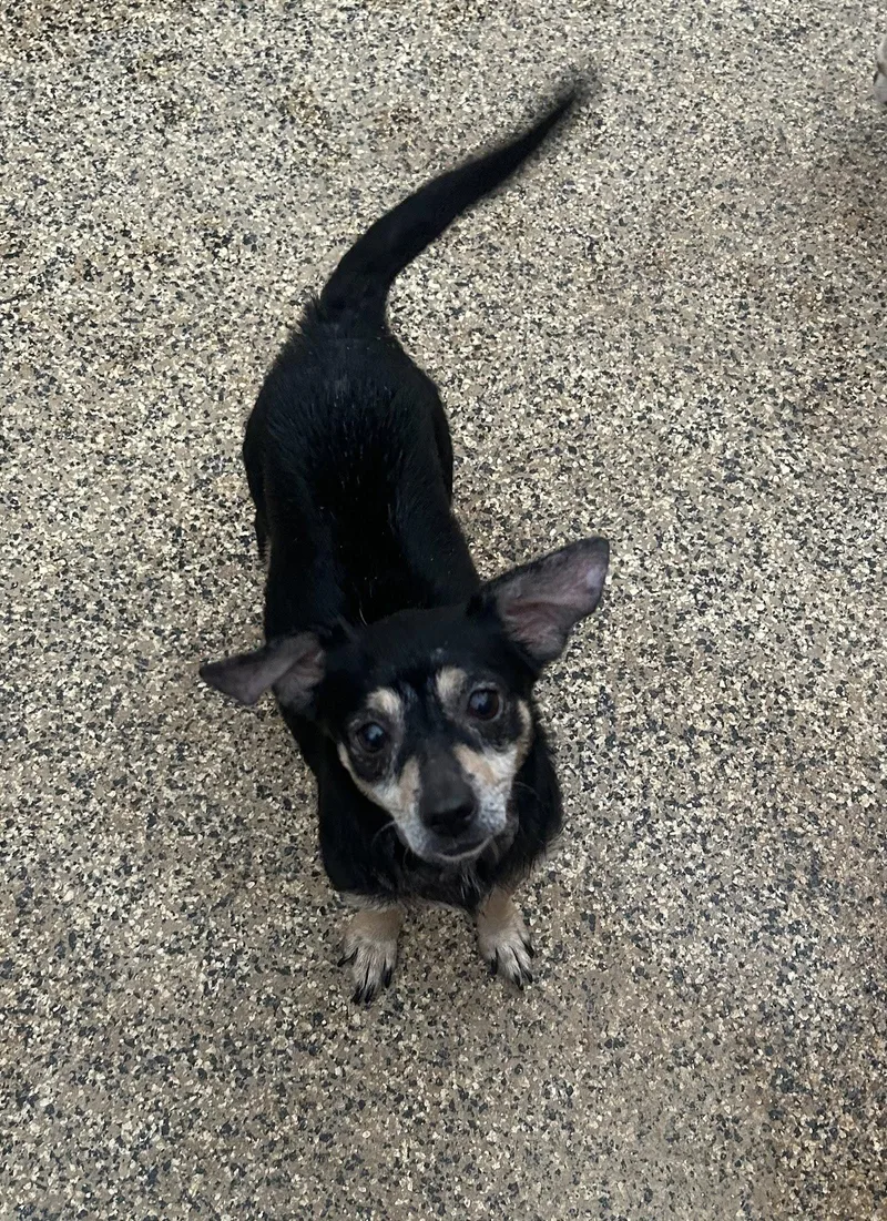 An adult small-sized female Chihuahua dog named Eden for adoption in Pipe Creek, TX