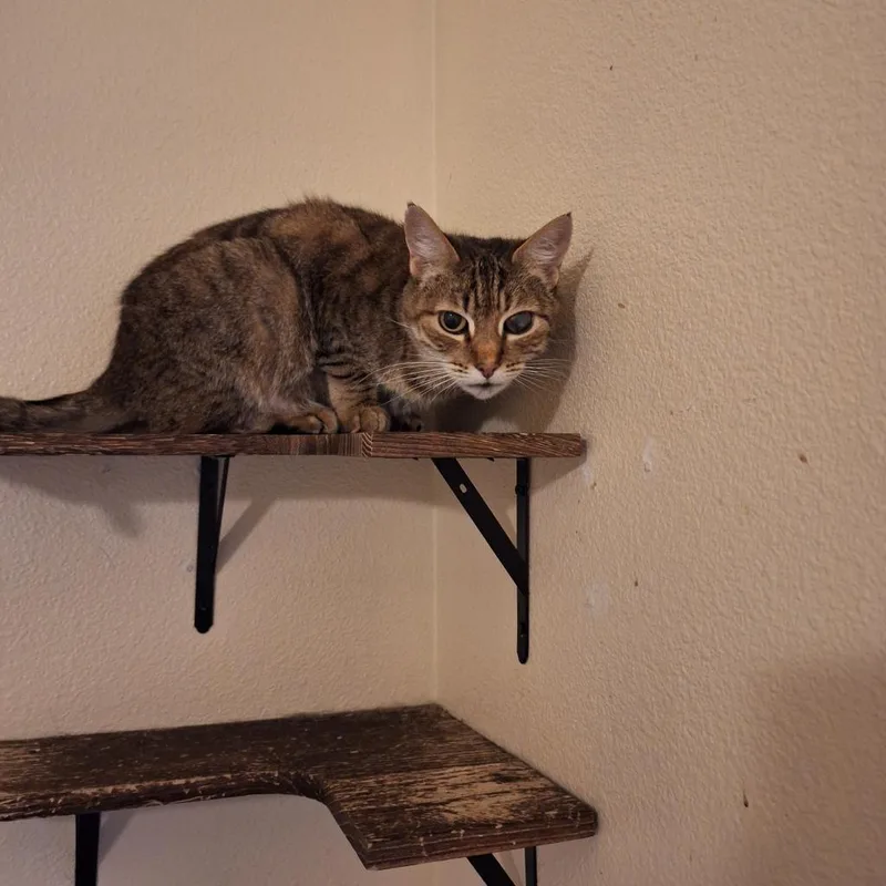 An adult medium-sized female Domestic Medium Hair cat named Ojo the pirate cat for adoption in Long Beach, CA