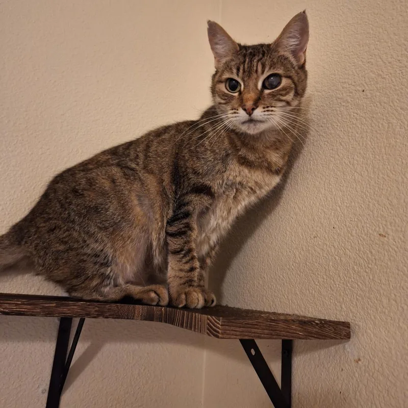 Ojo the pirate cat thumbnail 2