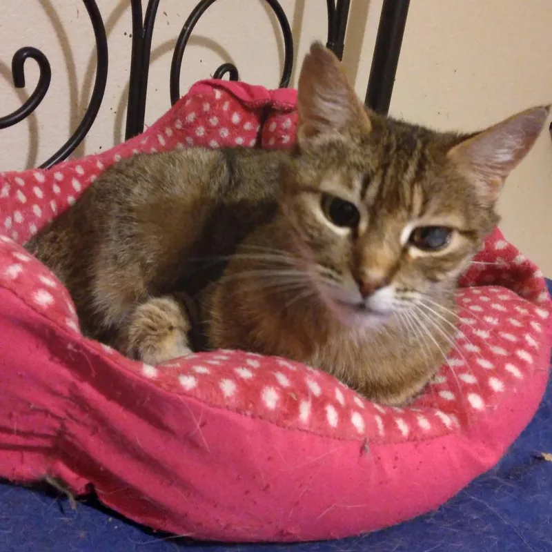 Ojo the pirate cat thumbnail 5