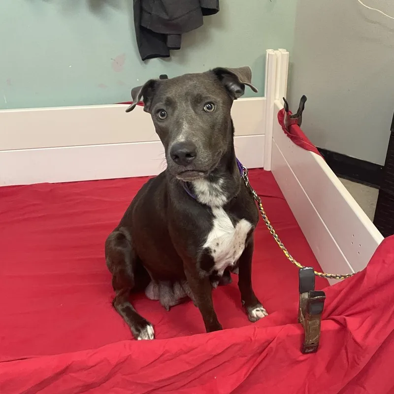 An adult medium-sized female Gray / Blue / Silver Terrier dog named Cabbage Patch for adoption in Austin, TX