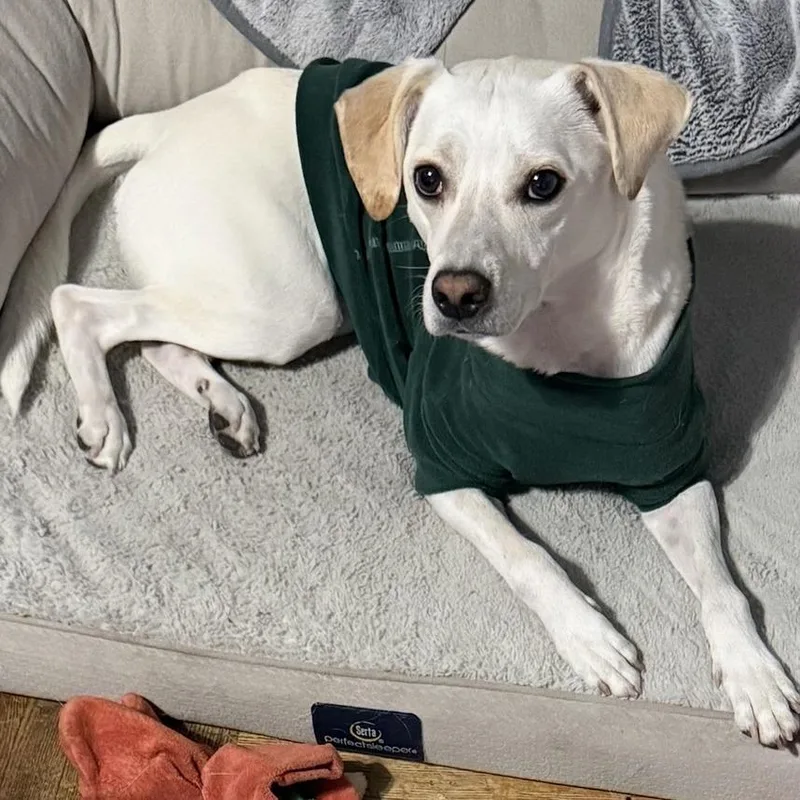 An adult large-sized male White / Cream Labrador Retriever dog named Wally for adoption in Philadelphia, PA