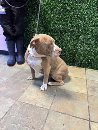 An adult large-sized female Pit Bull Terrier dog named 61779587 for adoption in El Paso, TX
