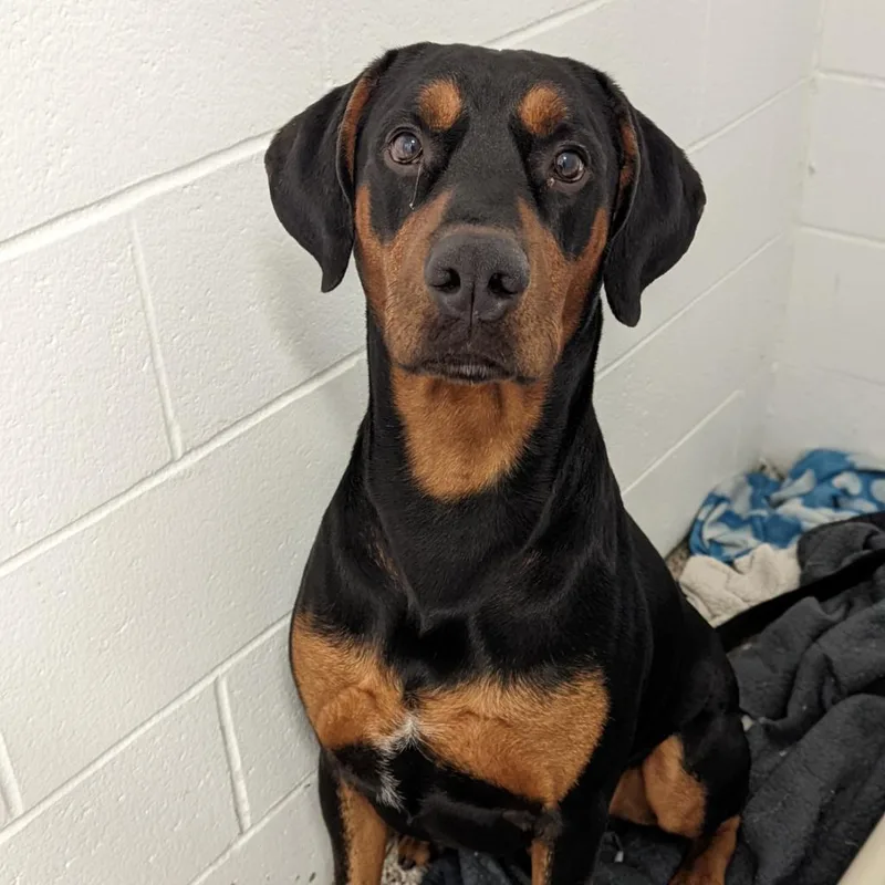 An adult large-sized male Black Doberman Pinscher dog named Bentley for adoption in Sandown, NH