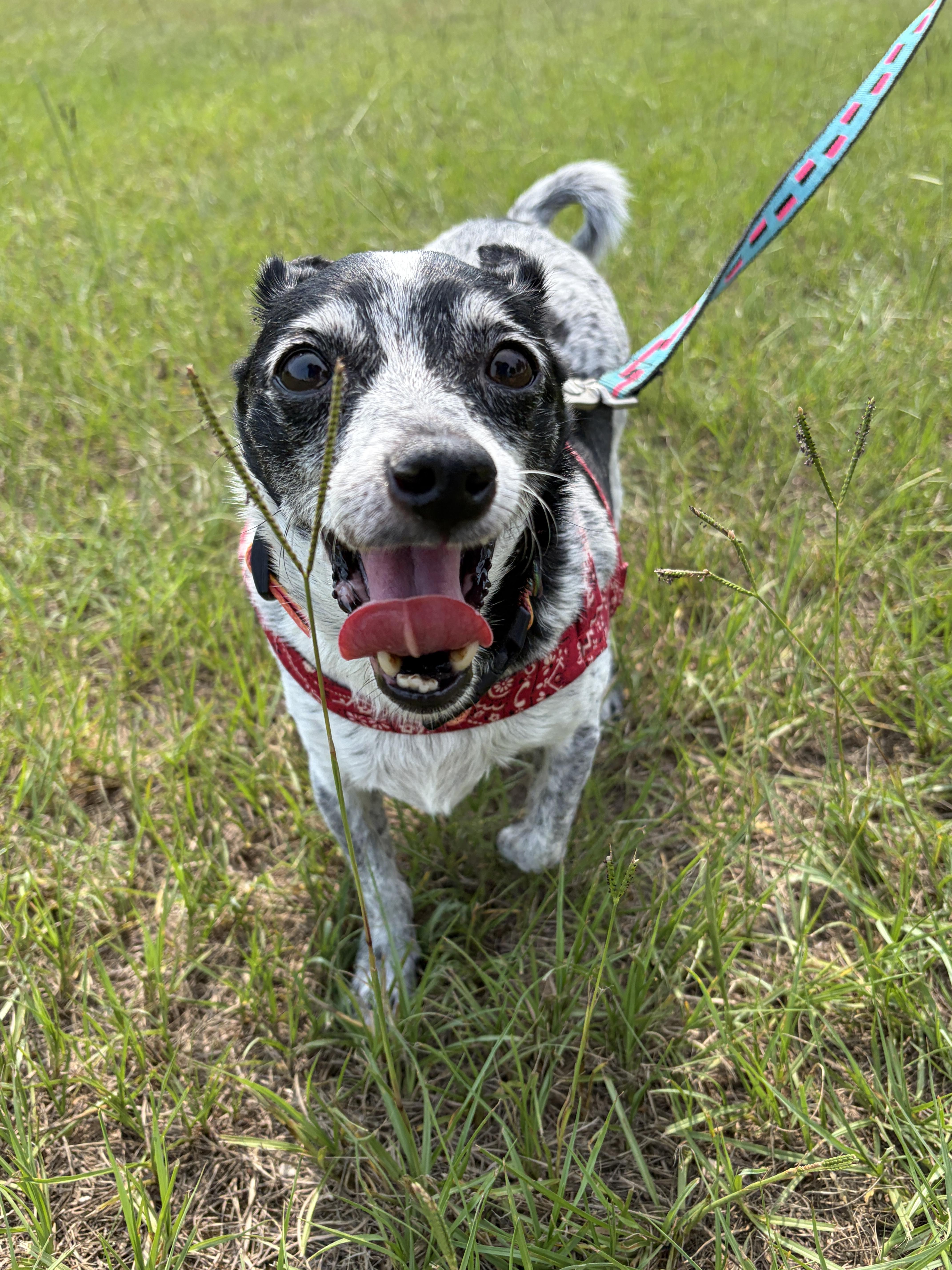 A senior small-sized female Chihuahua dog named Serena for adoption in Perry, GA
