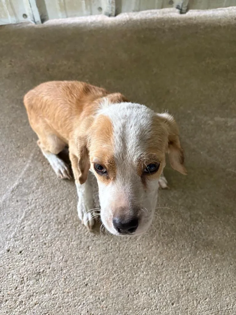 A baby medium-sized male Labrador Retriever dog named Joel for adoption in Ada, OK