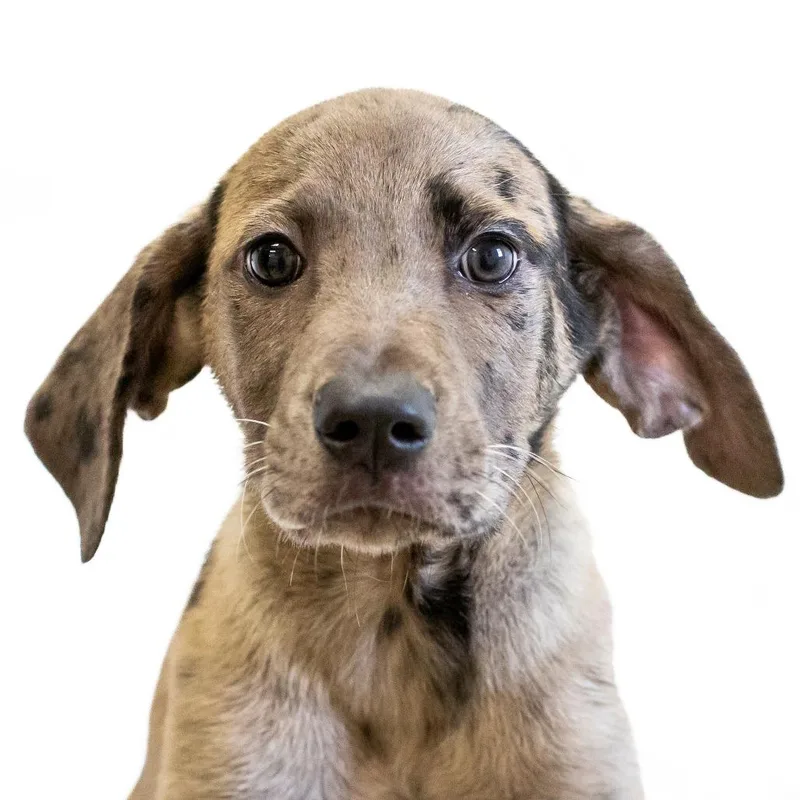 A baby small-sized male Gray / Blue / Silver Mixed Breed dog named Johnny for adoption in Cartersville, GA