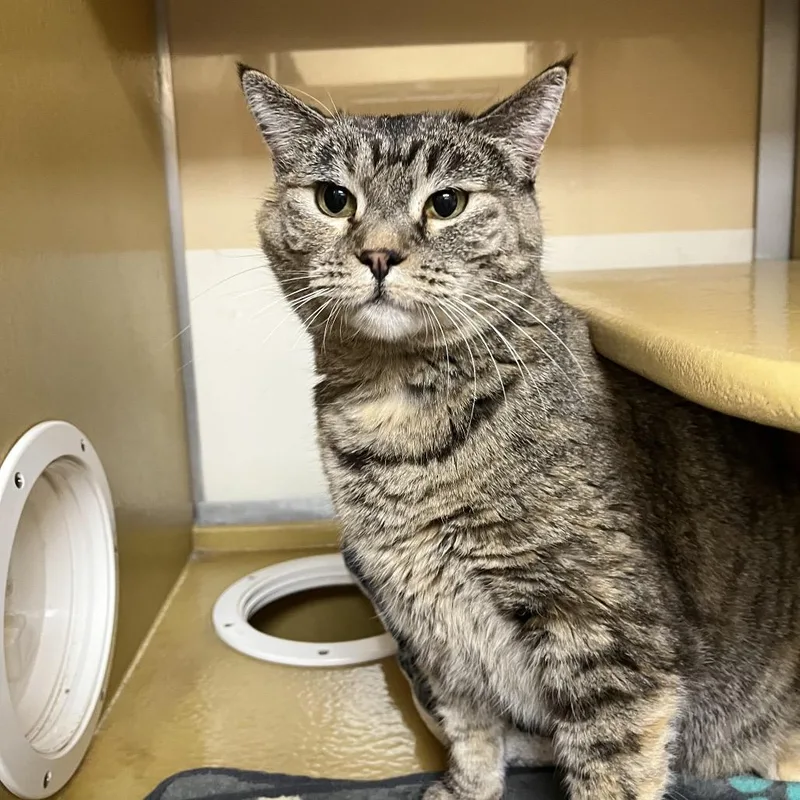 An adult large-sized female Brown / Chocolate Domestic Short Hair cat named Padme for adoption in Kanab, UT