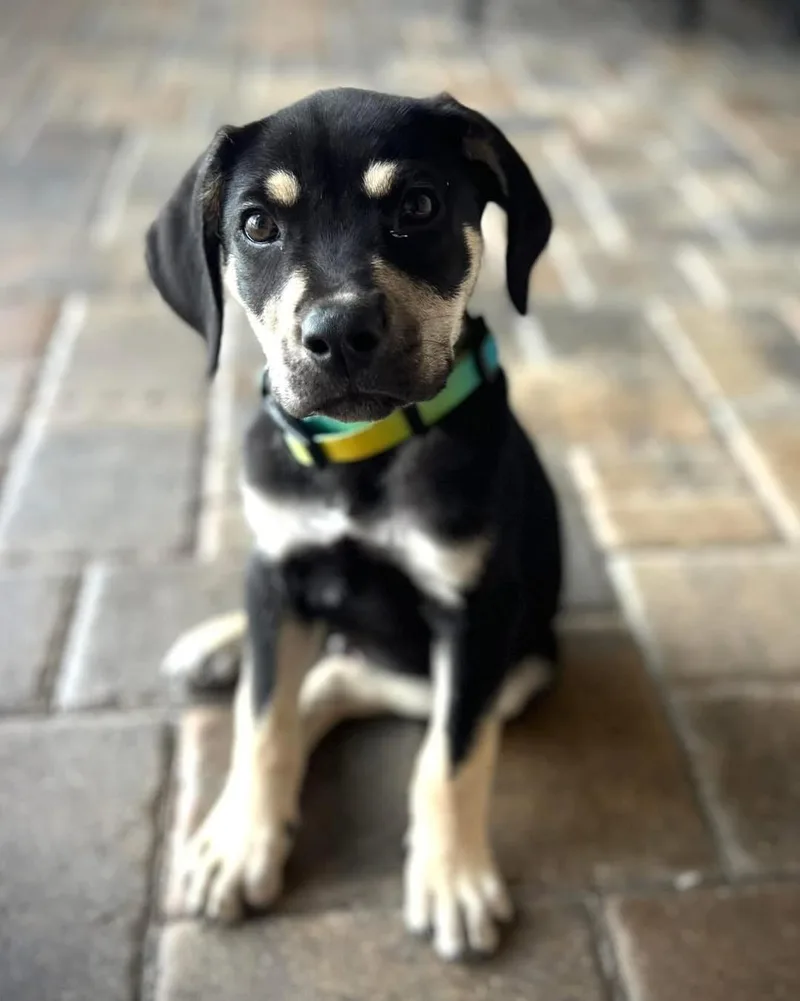A baby medium-sized male Labrador Retriever dog named Darrell for adoption in Saint Petersburg, FL