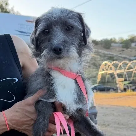 An adult small-sized male Gray / Blue / Silver Poodle dog named Mo for adoption in Agua Dulce, CA